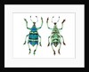 Top and Bottom view of Weevil Eupholus in the Curculionidae family by Anonymous