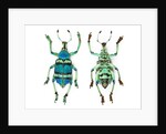 Top and Bottom view of Weevil Eupholus in the Curculionidae family by Anonymous
