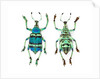 Top and Bottom view of Weevil Eupholus in the Curculionidae family by Anonymous