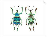 Top and Bottom view of Weevil Eupholus in the Curculionidae family by Anonymous