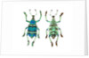 Top and Bottom view of Weevil Eupholus in the Curculionidae family by Anonymous