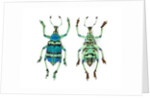 Top and Bottom view of Weevil Eupholus in the Curculionidae family by Anonymous
