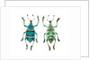 Top and Bottom view of Weevil Eupholus in the Curculionidae family by Anonymous