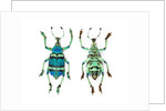 Top and Bottom view of Weevil Eupholus in the Curculionidae family by Anonymous
