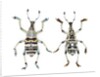 Top and Bottom view of Weevil Eupholus in the Curculionidae family by Anonymous