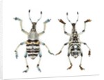 Top and Bottom view of Weevil Eupholus in the Curculionidae family by Anonymous