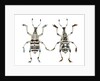 Top and Bottom view of Weevil Eupholus in the Curculionidae family by Anonymous