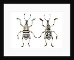 Top and Bottom view of Weevil Eupholus in the Curculionidae family by Anonymous
