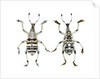 Top and Bottom view of Weevil Eupholus in the Curculionidae family by Anonymous