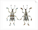 Top and Bottom view of Weevil Eupholus in the Curculionidae family by Anonymous