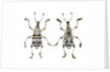 Top and Bottom view of Weevil Eupholus in the Curculionidae family by Anonymous