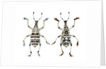 Top and Bottom view of Weevil Eupholus in the Curculionidae family by Anonymous