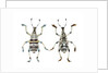 Top and Bottom view of Weevil Eupholus in the Curculionidae family by Anonymous