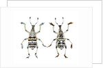 Top and Bottom view of Weevil Eupholus in the Curculionidae family by Anonymous