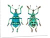 Top and Bottom view of Weevil Eupholus in the Curculionidae family by Anonymous