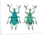 Top and Bottom view of Weevil Eupholus in the Curculionidae family by Anonymous