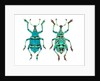 Top and Bottom view of Weevil Eupholus in the Curculionidae family by Anonymous
