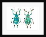 Top and Bottom view of Weevil Eupholus in the Curculionidae family by Anonymous