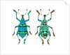 Top and Bottom view of Weevil Eupholus in the Curculionidae family by Anonymous