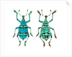Top and Bottom view of Weevil Eupholus in the Curculionidae family by Anonymous