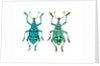 Top and Bottom view of Weevil Eupholus in the Curculionidae family by Anonymous
