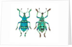 Top and Bottom view of Weevil Eupholus in the Curculionidae family by Anonymous