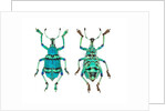 Top and Bottom view of Weevil Eupholus in the Curculionidae family by Anonymous