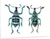 Top and Bottom view of Weevil Eupholus in the Curculionidae family by Anonymous