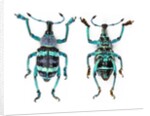 Top and Bottom view of Weevil Eupholus in the Curculionidae family by Anonymous