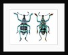Top and Bottom view of Weevil Eupholus in the Curculionidae family by Anonymous