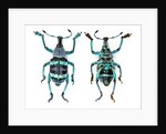 Top and Bottom view of Weevil Eupholus in the Curculionidae family by Anonymous