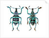 Top and Bottom view of Weevil Eupholus in the Curculionidae family by Anonymous