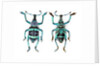 Top and Bottom view of Weevil Eupholus in the Curculionidae family by Anonymous