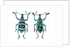 Top and Bottom view of Weevil Eupholus in the Curculionidae family by Anonymous
