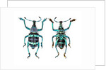 Top and Bottom view of Weevil Eupholus in the Curculionidae family by Anonymous