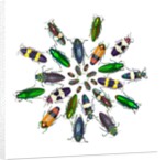 Cicular design pattern of Jewel Beetles by Anonymous