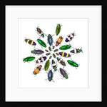 Cicular design pattern of Jewel Beetles by Anonymous