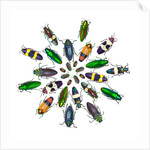 Cicular design pattern of Jewel Beetles by Anonymous