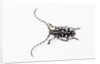 Top view of Long Horned Beetle Threnetica lacrymans by Anonymous