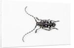 Top view of Long Horned Beetle Threnetica lacrymans by Anonymous