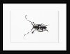 Top view of Long Horned Beetle Threnetica lacrymans by Anonymous