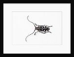 Top view of Long Horned Beetle Threnetica lacrymans by Anonymous
