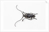 Top view of Long Horned Beetle Threnetica lacrymans by Anonymous