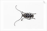 Top view of Long Horned Beetle Threnetica lacrymans by Anonymous