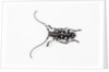 Top view of Long Horned Beetle Threnetica lacrymans by Anonymous