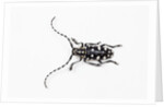 Top view of Long Horned Beetle Threnetica lacrymans by Anonymous