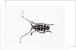 Top view of Long Horned Beetle Threnetica lacrymans by Anonymous