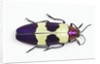Jewel Beetle from Thailand Chrysochroa buqueti buqueti by Anonymous