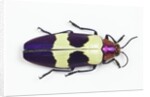 Jewel Beetle from Thailand Chrysochroa buqueti buqueti by Anonymous