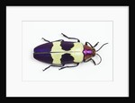 Jewel Beetle from Thailand Chrysochroa buqueti buqueti by Anonymous